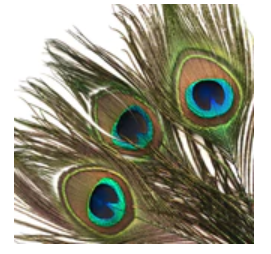 Natural Peacock Eye Tail Feather